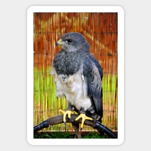 Chilean Eagle Black Chested Buzzard Sticker